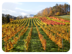 秋のVineyard 秋のVineyard