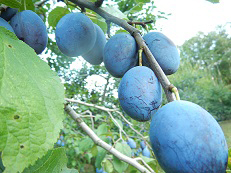 プルーン プルーン