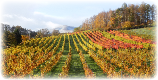 晩秋のVineyard 晩秋のVineyard