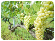 ケルナー ケルナー